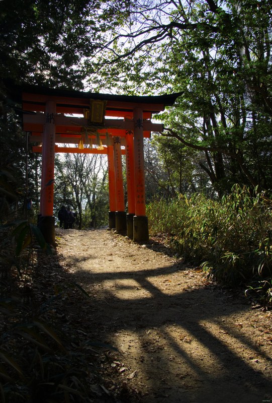 Red Torii - Every Day Photos